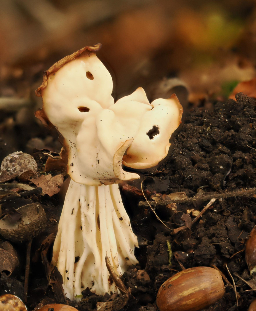 Photo © Claire Williams Helvella crispa by Claire Williams